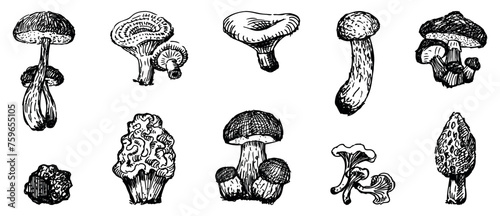 Edible forest mushrooms, russula, boletus, milk mushrooms, chanterelles, truffle, delicious, raw, food healthy, set,sketches, vector hand drawings isolated on white