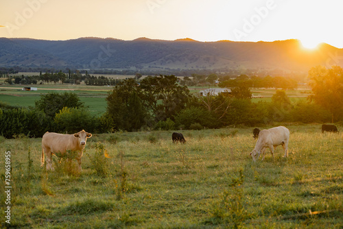 Cows grazing in paddock in golden afternoon light with the Mudgee Region's rolling hills in the back photo
