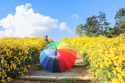 Rainbow umbrella in yellow flower garden  vacation time.