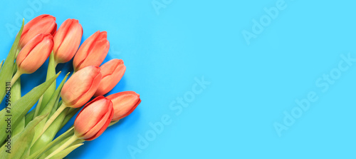 Red tulips on a blue background, close-up on the buds with selective focus. Spring flowers on a plain background with copy space © Mariia