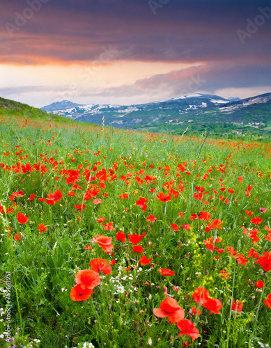 field of poppies and sunset