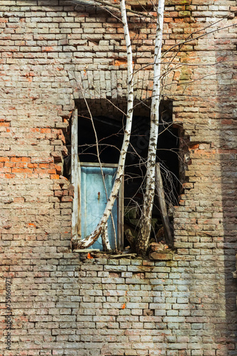 Trees grow from the window. Brick wall facade and exterior of an old abandoned building