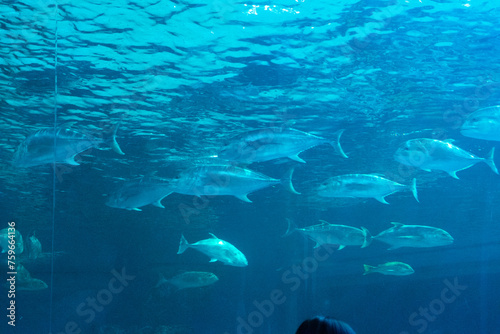Beautiful Aquarium and Underwater Zoo of the Mall,Underwater tunnel at an aquarium,sea life at Underwater Ocean on vacation.