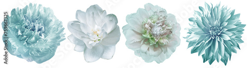 Set   peonies  flowers   on  isolated background . Closeup.. Transparent background.  Nature. .