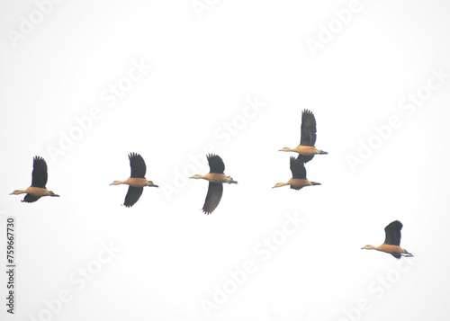 A flock of Lesser Whistling ducks in flight © Danette