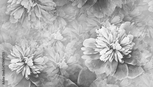 Fototapeta Naklejka Na Ścianę i Meble -  Floral  white-black  background. Peony flower and petals. Close-up. Nature