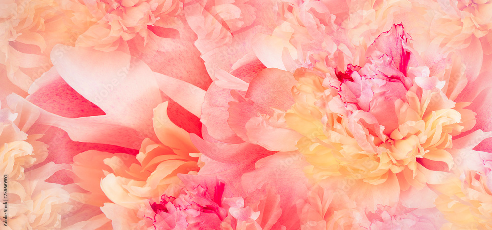 Floral spring background. Peony and  petals.  Close-up. Nature.