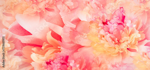 Floral spring background. Peony and  petals.  Close-up. Nature.