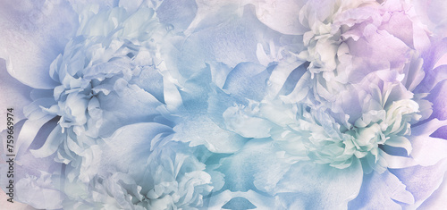 Floral spring background. Peony and  petals. Close-up. Nature.