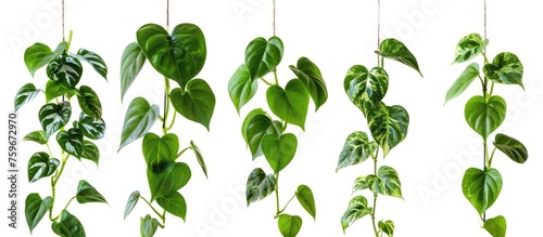 Set of hanging heart-shaped leaves vine, devil's ivy, golden pothos, hanging from above. A trendy choice for indoor plant enthusiasts. photo