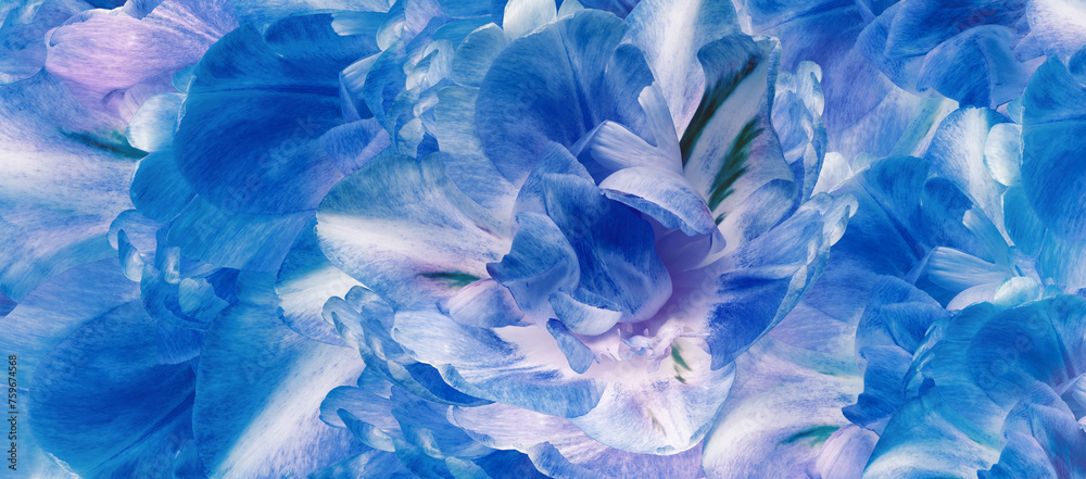Tulip flower. Floral spring background. Close-up. Nature. Tulip flower. Floral spring background. Close-up. Nature.