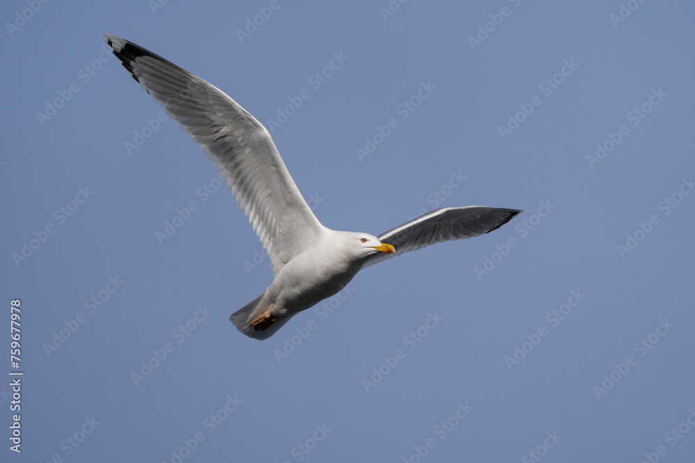 Gull in flight, European herring gull, Larus argentatus, Belarus Gull in flight, European herring gull, Larus argentatus, Belarus