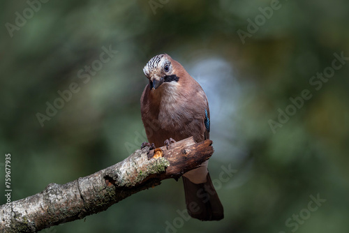 Eurasian jay on the birch branch photo