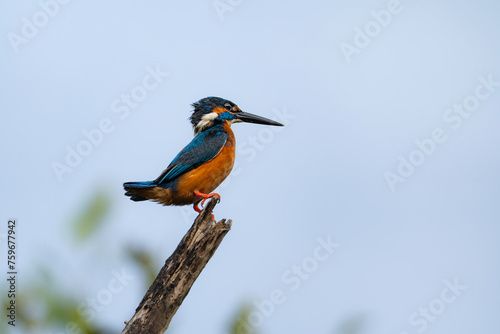 Common Kingfisher, Alcedo atthis in Sri Lanka