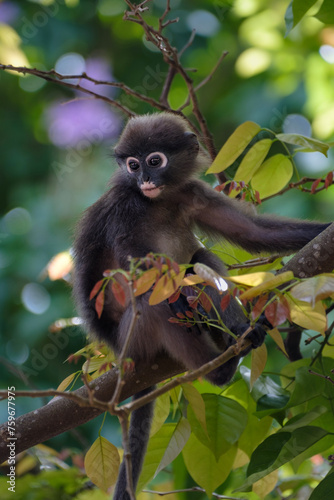 dusky leaf monkey in the forest in Malaysia