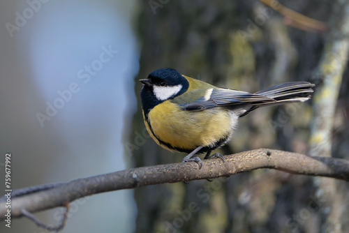 Great tit sitting on the branch, Parus major