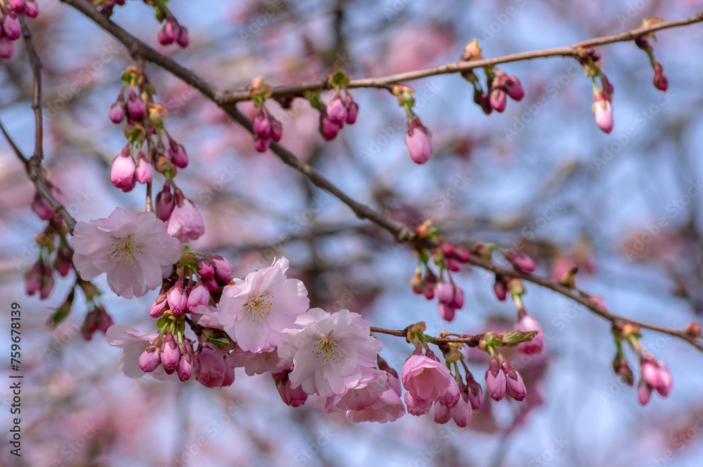 Prunus sargentii accolade sargent cherry flowering tree branches, beautiful groups light pink petal flowers in bloom and buds