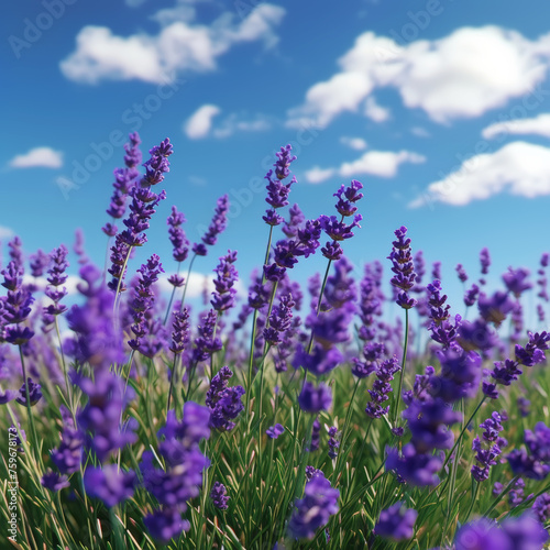 Close-up of lavender flowers against a blue sky. Aromatherapy and organic cosmetics concept. Generative AI © AngrySun