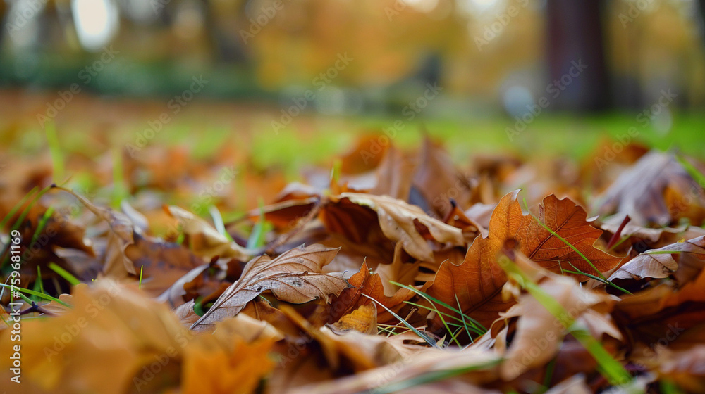 Nature photos. Dry leaves. seasonal transitions. Background images. Website