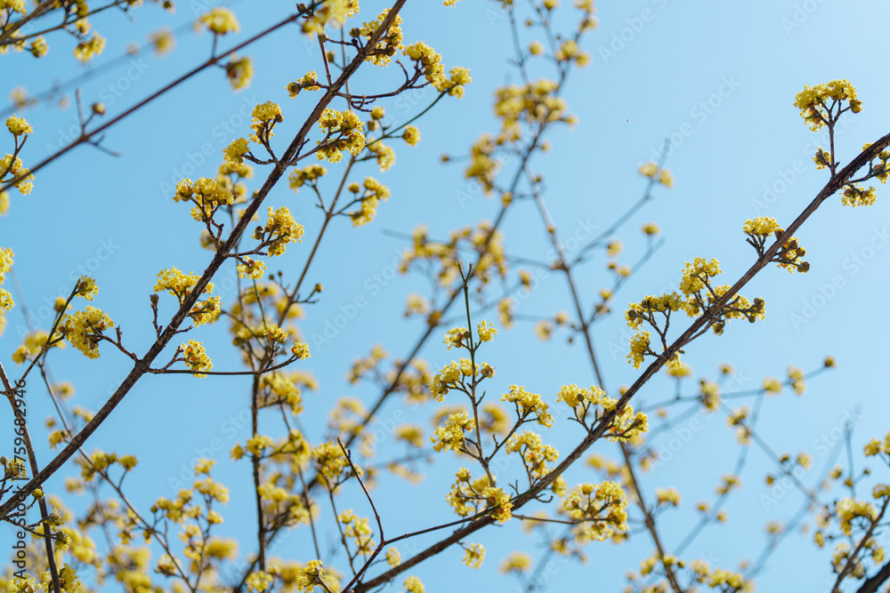 大手門に咲く桜の花