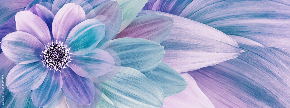Obraz premium Dahlia flower and petals . Floral background. Close-up. Nature.