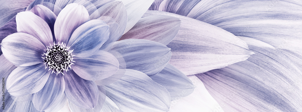 Obraz premium Dahlia flower and petals . Floral background. Close-up. Nature.