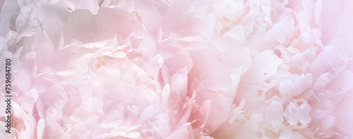 Peony flower. Floral background. Closeup. Nature.