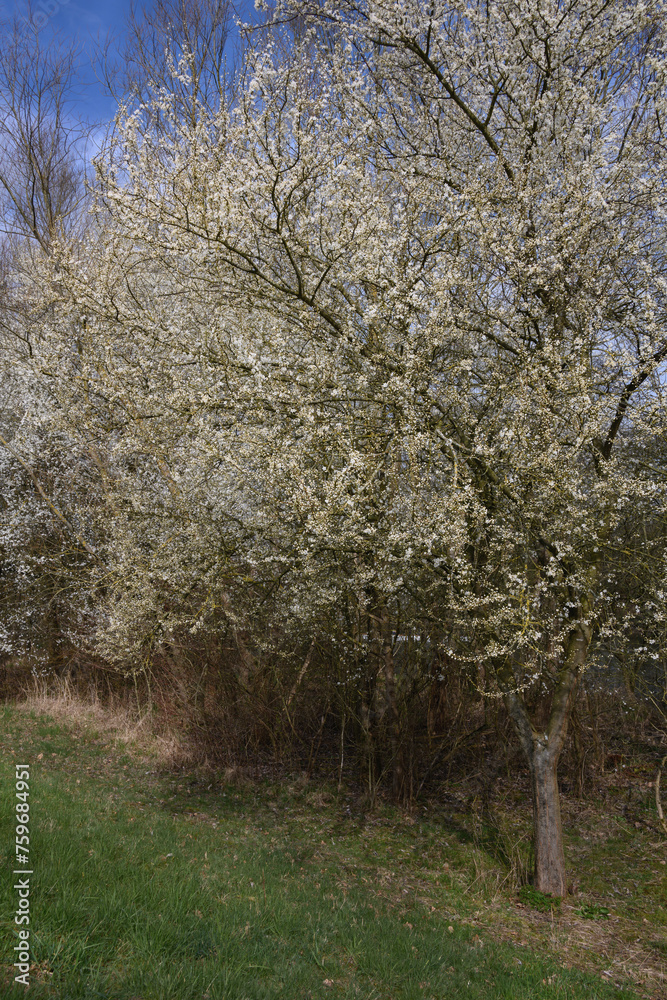 Wilde Kirschbäume blühen am Feldrand Wilde Kirschbäume blühen am Feldrand