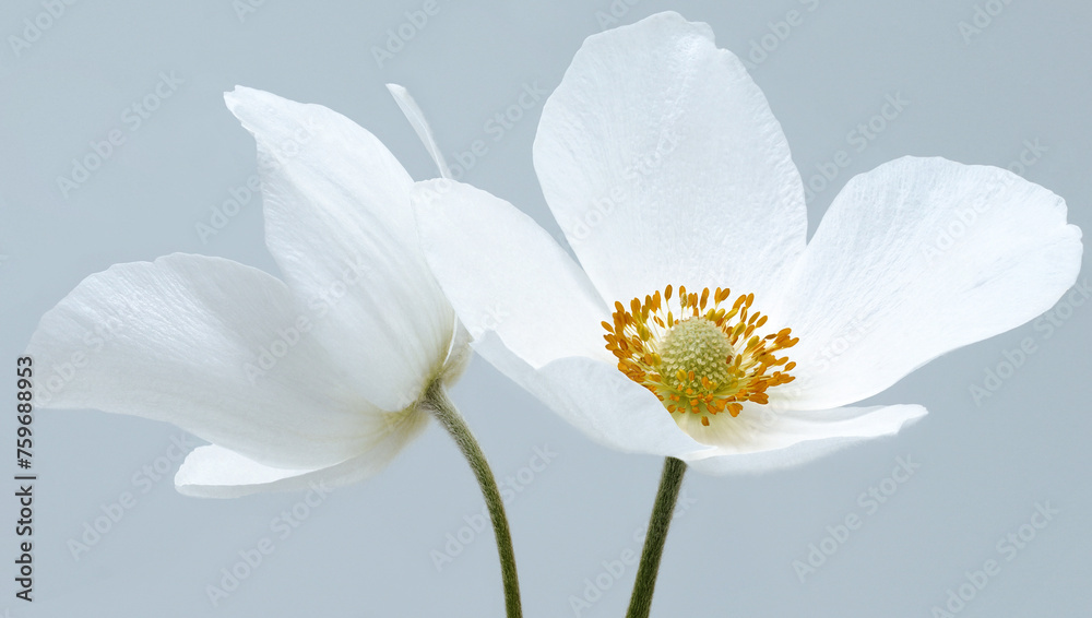 Floral background. White primrose flowers. Close-up. Flower composition. Greeting card. Nature. Floral background. White primrose flowers. Close-up. Flower composition. Greeting card. Nature.