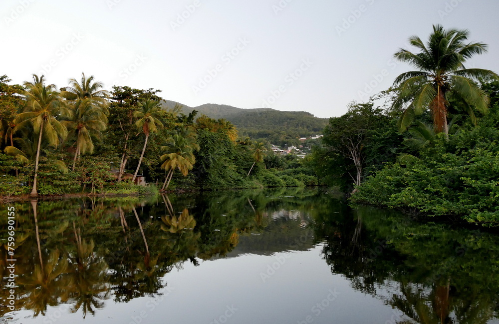 Mangrove in Deshaies, guadeloupe, with mirror effect on water in sunset