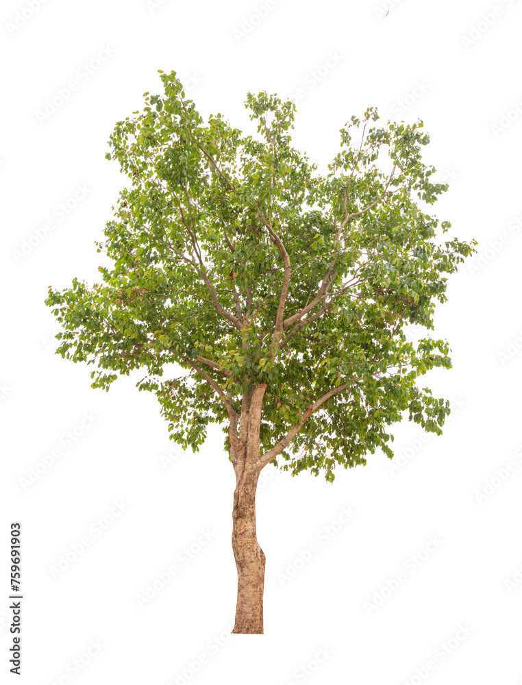 Transparent background tree for design