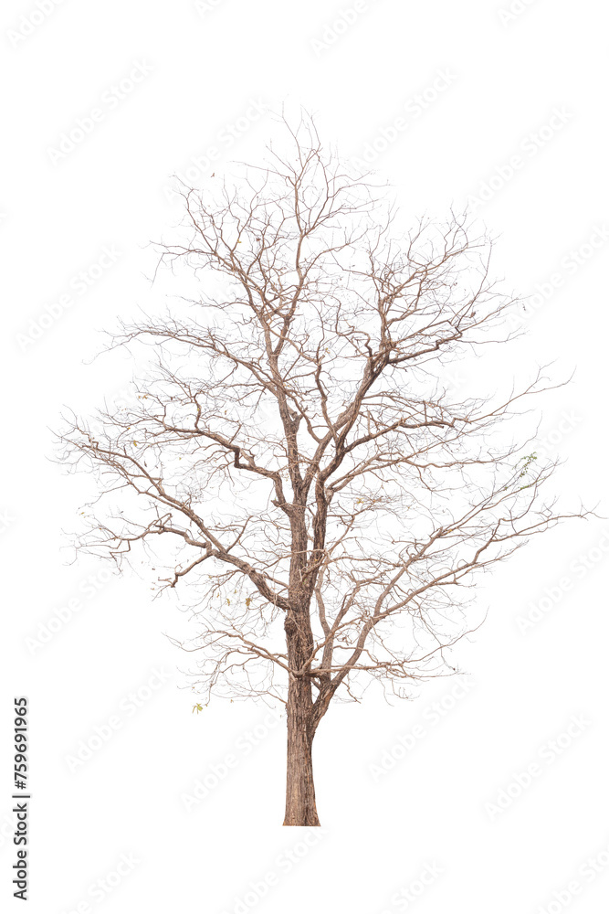 Transparent background tree for design Transparent background tree for design