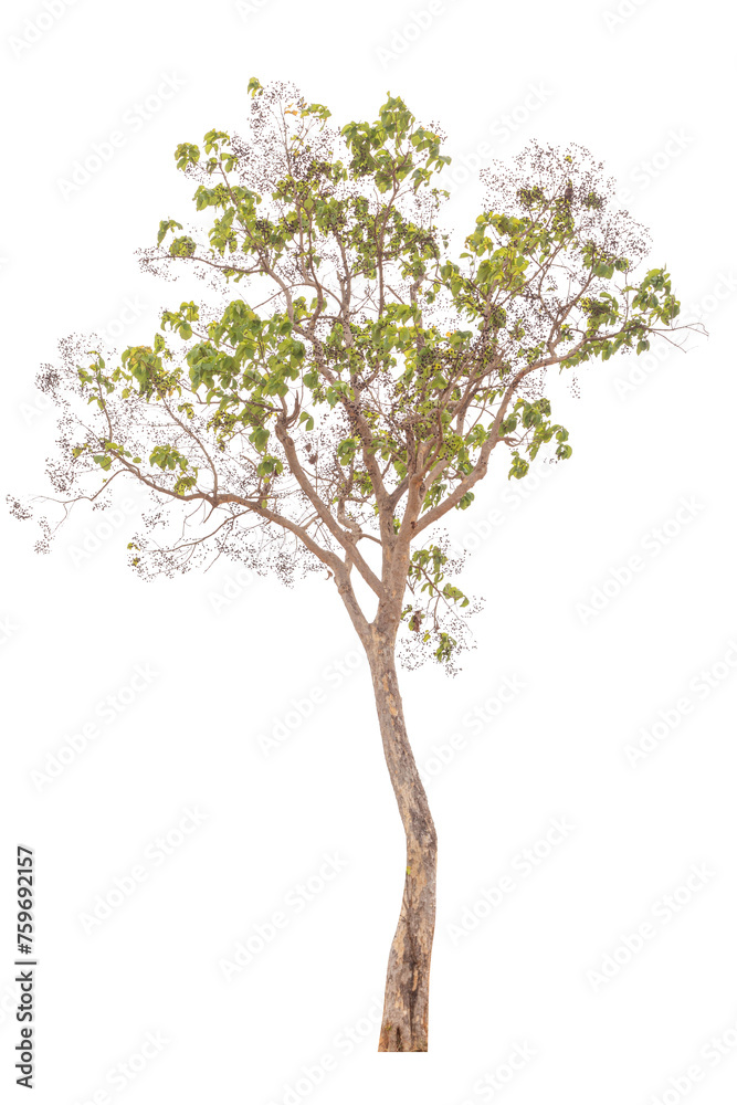 Transparent background tree for design Transparent background tree for design