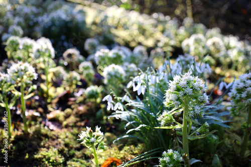 Butterbur sprout and snowdrops blooming sprout by the river