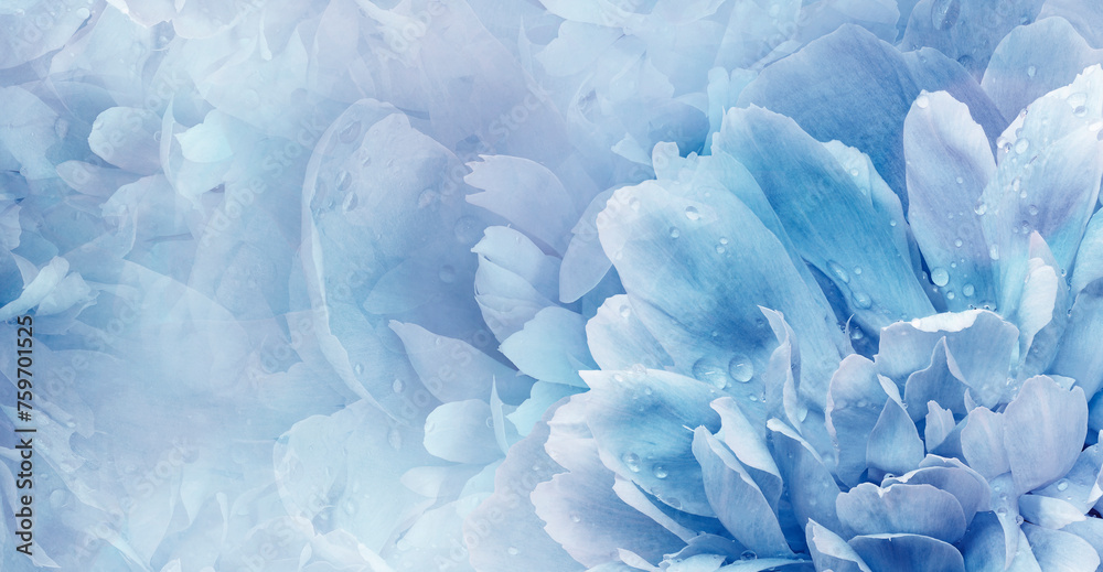 Floral blue background. Peony and petals flowers. Close-up. Nature. Floral blue background. Peony and petals flowers. Close-up. Nature.