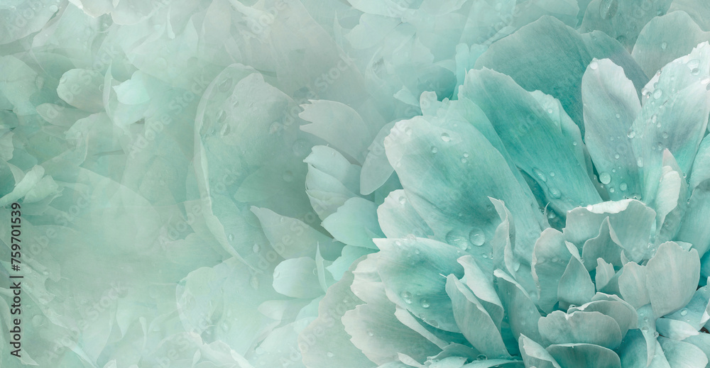 Floral  turquoise   background.  Rose and petals flowers. Close-up.   Nature.