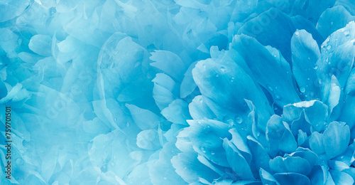 Floral  blue  background.  Rose and petals flowers. Close-up.   Nature.
