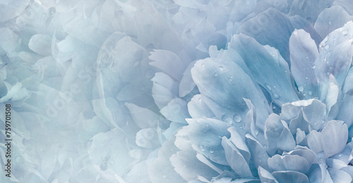 Floral  light blue   background.  Rose and petals flowers. Close-up.   Nature. © nadezhda F