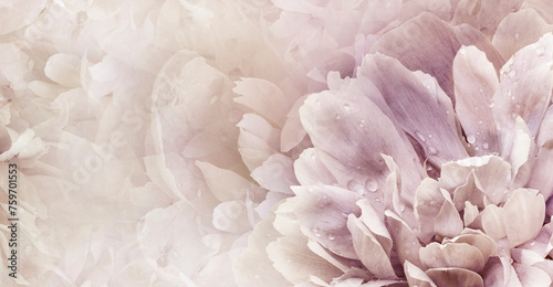 Floral  light pink  background.  Peony  and petals flowers. Close-up.   Nature. © nadezhda F