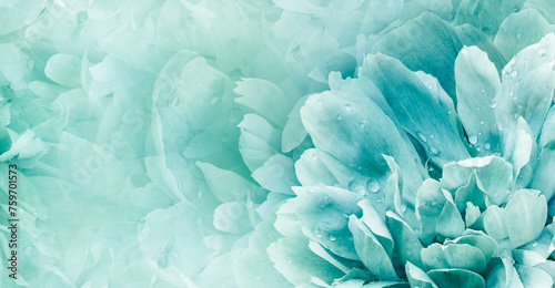 Floral turquoise background. Peony and petals flowers. Close-up. Nature.