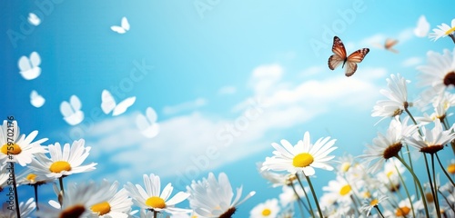 white cosmos flowers and butterfly in nature in the rays of sunlight, butterfly in morning fog in nature close-up large scale © IlluGrapix