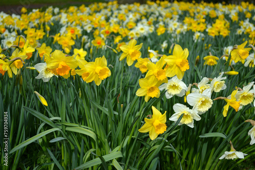 Fototapeta Naklejka Na Ścianę i Meble -  Yellow Daffodils blooming at a Park in Scotland, UK