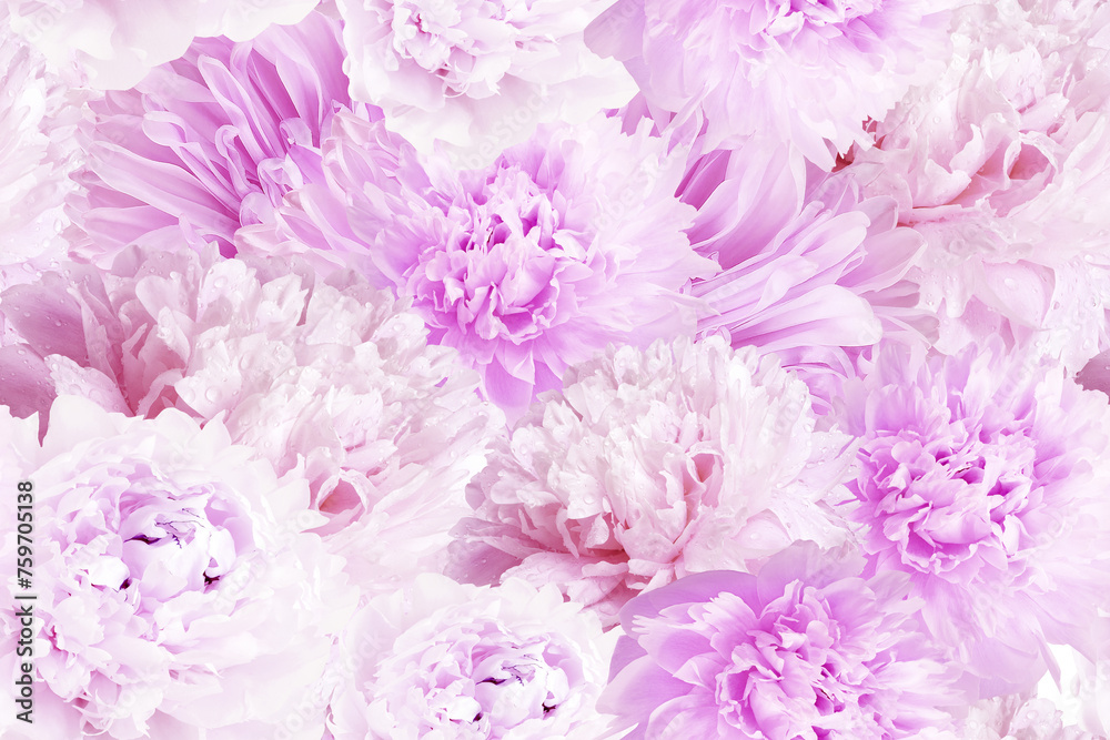 Seamless floral  background. Flowers peonies and petals peonies. Close up.