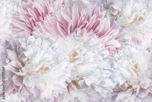 Seamless floral background. Flowers peonies and petals peonies. Close up.