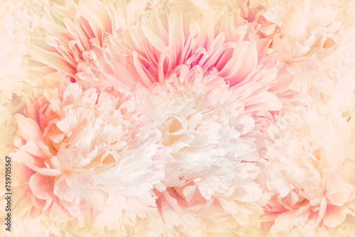 Seamless floral background. Flowers peonies and petals peonies. Close up.