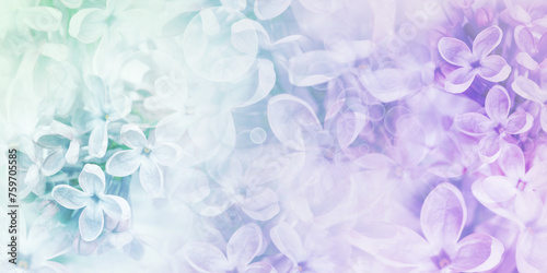 Floral spring background. Lilac flowers background. Nature.