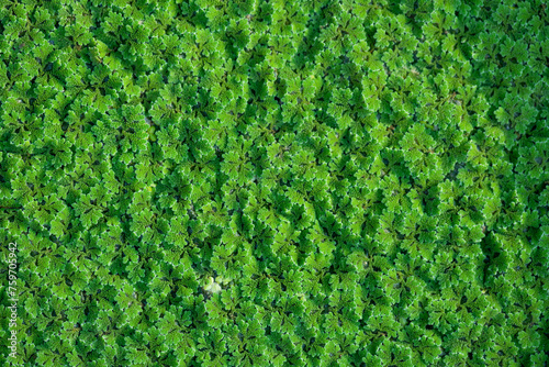 Azolla, a small aquatic plant, is high in nutrients, suitable for making compost or animal feed,select focus. photo