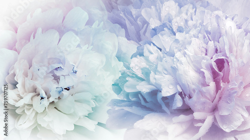 Floral spring background. Peonies flowers. close-up. Nature.