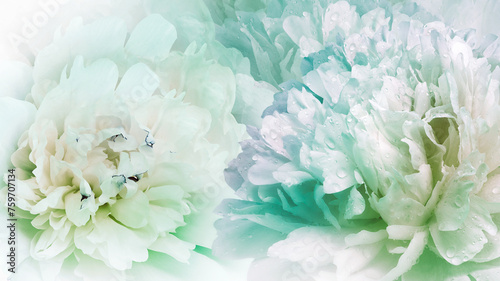 Floral spring background. Peonies flowers. close-up. Nature.