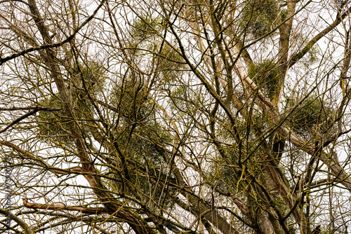 L'acacia et le gui : un exemple de la complexité des écosystèmes photo